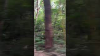 Tirumala Ghat Road #viralvideo #ytshorts #trending #youtubeshorts #ttd3 #tree