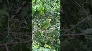 Parrot Stretching