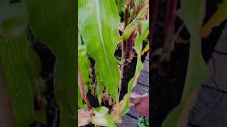 #harvesting #corn from #cornfield in our #backyard