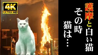 青い目をした白い猫・・・護摩のとき猫は何をしていたのか