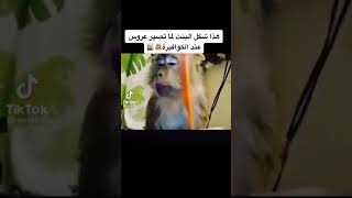 شكل البنت وهي عروس عند لكوافيرة😂😂😂