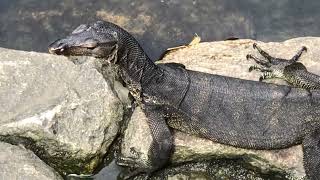 Monitor Lizards at Botanic Gardens, Singapore