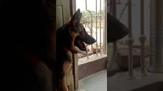 gsd puppy shorts #germanshepherd #viral #shorts