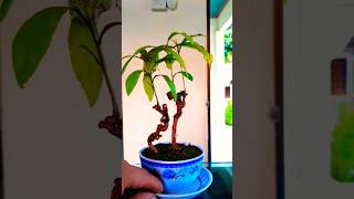 Lộc vừng siêu mini - tình nghệ sĩ #bonsai