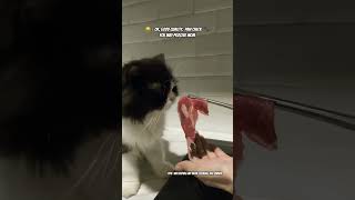 Helping my Mom cooking her dinner #cat #cats #catlover #catvideos #kucing #kucinglucu