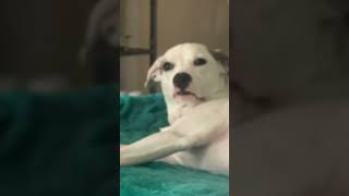 This Dog can run fast, but the next one just sleep 😅 #funnyvideos #trend #memes #viral #funny