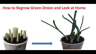 How to Regrow Green Onion and Leek at Home.