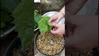 Stuffed Grape Leaves, Cooking Dolmades #shortvideo