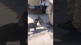 CAÇA NO FILHOTE DE PRESA CANÁRIO #cachorro #canecorso #presacanario