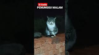 PENUNGGU MALAM #shorts #kucing #kucinglucu #kucingimut #kucingkampung #cats #viral #istanalokajaya