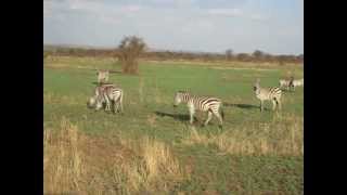 Serengeti Drive with Zebras