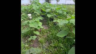 Павловния в Белгородской области #павловния  #pavlovniya #paulownia