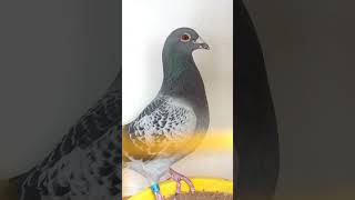 Imported Racing Pigeon