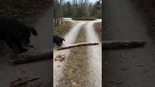 Throwing Bigger and Bigger Sticks For My Dog #cabinlife