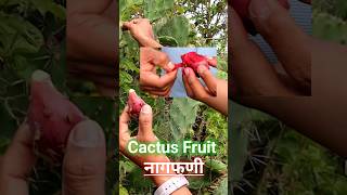 How To Eat Cactus Fruit |  नागफणी | Cactus Fruit | prickly pear unique fruit