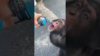 Monkey moment😂🔥 #humanity #funnyshorts #monkeylove #thirsty #love #blabla #templevlog #blogger