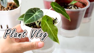 觀音蓮子球到幼苗90天培育成長紀錄 #plantvlog🌿 #黑絲絨觀音蓮 #黑葉觀音蓮 #alocasia #houseplants #室內植物