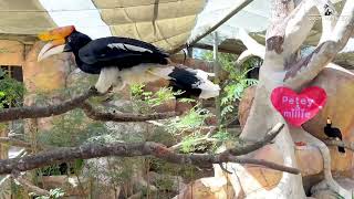 Love Hornbills Day Enrichment