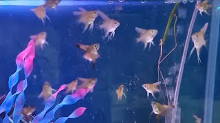 Feeding Angelfish fry with frozen food (brine shrimps) - how to feed angelfish fry frozen fish food