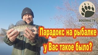 Судак с берега и парадокс на рыбалке, у Вас такое было?...bogomaz05