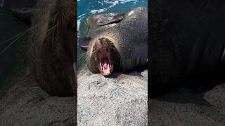 Sea Lion sticks his tongue out at me! #shorts #sealion #seal #zoo #ytshorts