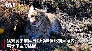 近距离航拍青海班玛县猞猁狩猎捕食：与摄影师对视毫不畏惧