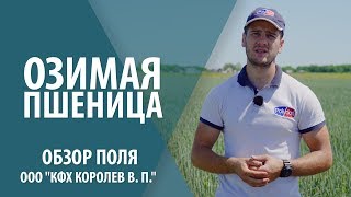 Обзор поля озимой пшеницы ООО "КФХ КОРОЛЕВ В. П."