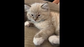 The evolution of Trevor series EPISODE 1 we got a 2nd kitten and gypsy is not happy