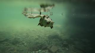 Underwater at a pond near Sitting Bull Falls (4K)