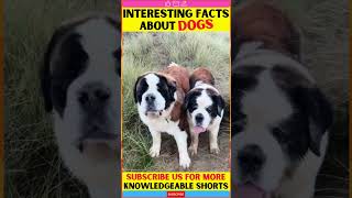 Facts About Dogs & Puppies | The Great Dane & St. Bernards | Motivational Video | fact #shorts