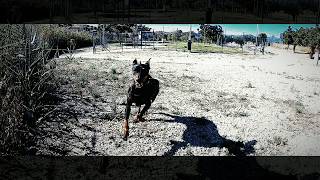 Pinscher Alemán (Pinxi) Slow Motion