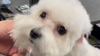 We groom this adorable Maltese (Part 2 of 2)