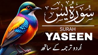 Surah Yaseen With Urdu Translation Full | Surah Yaseen Tarjuma ke Sath | Albarakah Quranic Vibes