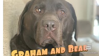 Chocolate Labrador retriever sad music