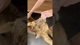 Bottle Feeding Milk to a Lion in Phuket Thailand! #shorts #lion #feed #phuket #thailand #สิงโต