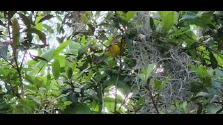 Prairie Warbler in shrubs.