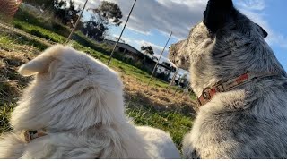 Meet my farm dogs Pip & Sadie PLUS surprise visitor 😂 #farmdogs #maremma #kelpie