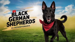 Black German Shepherd in India | Petsinfomania