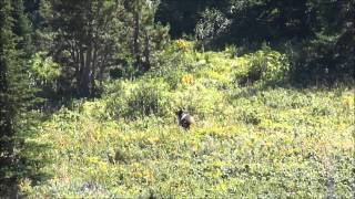 My Grizzly Bear Encounter