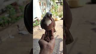 my favourite kabutar ❤️🕊️😍#kabootar #pigeon #love #shortvideo #ytshorts #youtubeshorts #petlover 🕊️