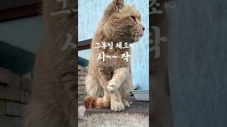 야옹이~ 그루밍 체조 할 시간이야~ 함께 해볼까요^^  #cat #고양이#그루밍 #grooming