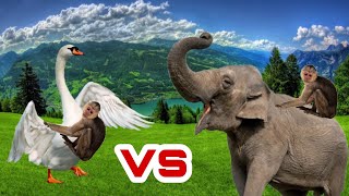 Wild animal Elephant voice VS SWAN | WHAT???