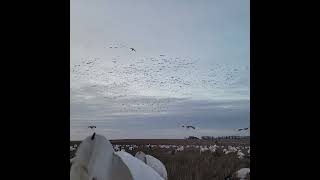 When Snow Geese Do it Right Into the Decoys