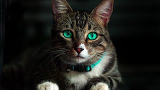 Cats Love Christmas Lights: A Twinkling Tail!