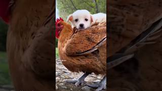 Hen & Puppy friendship 🐕🥰 🐔#ds_media #cutepuppy #doglover #petlover #ytshorts #viralvideo