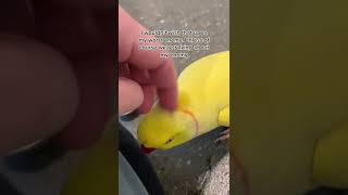 funny birds /FUNNIEST PARROTS - Cute Parrot And Funny Parrot Videos Compilation [BEST OF]