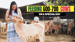 Feeding 600-700 Gau Mata on a Special Day😇DAY 13✅ 30 DAYS CHALLENGE🔥- Kirti Mehra