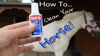 How To Clean Your Horse!