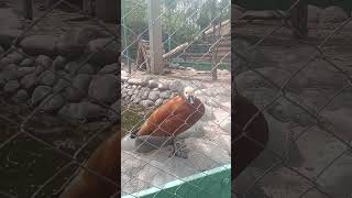 sound of duck mandarin