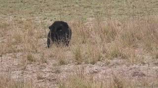 Sloth bear & her two babies at Bandhavgarh -May 2024